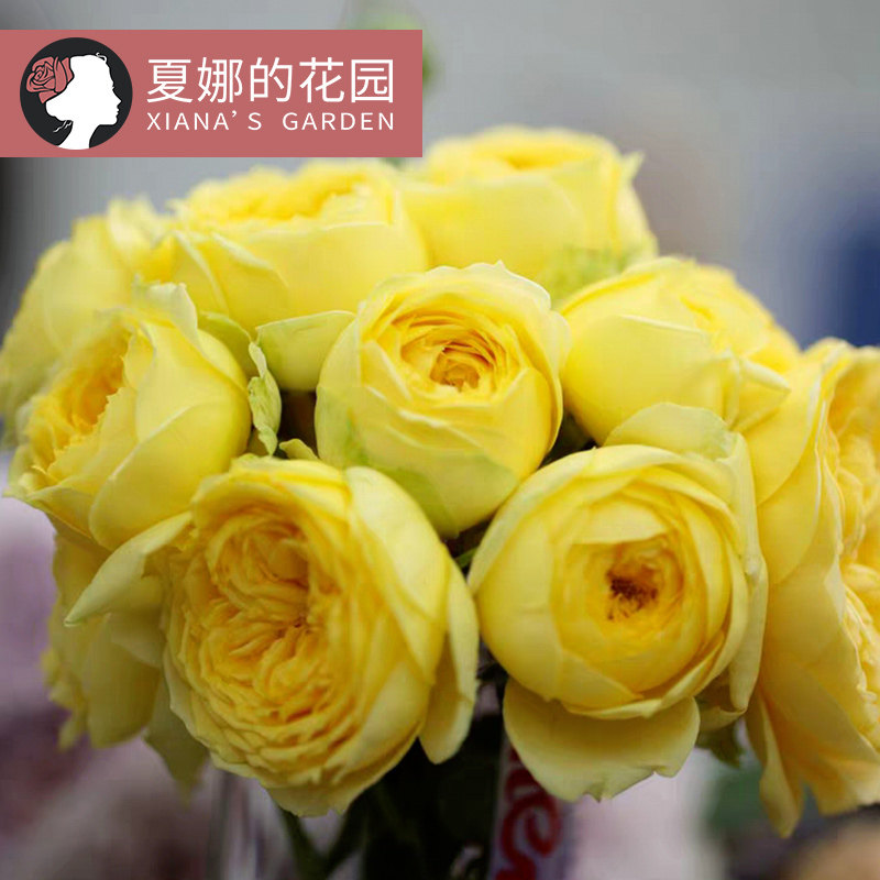 凯特琳娜/卡特琳娜月季阳台庭院多季开花包子型大花单花期长灌木