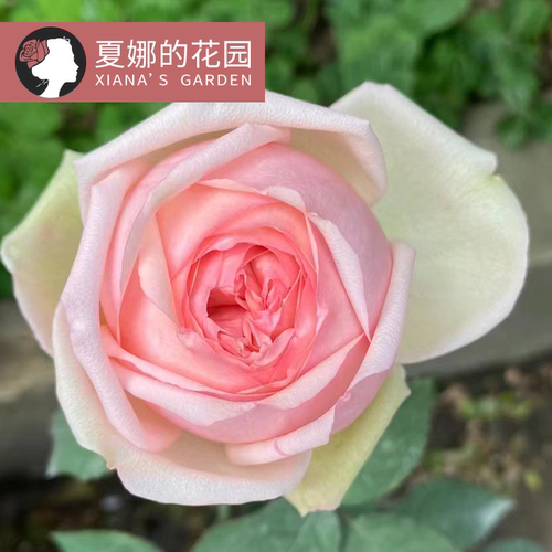 蒙娜丽莎月季花苗多季开花大花
