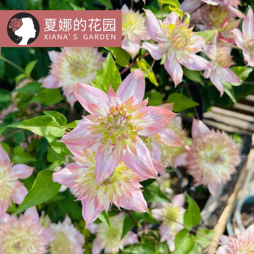 昼天使铁线莲大苗多季开花耐热