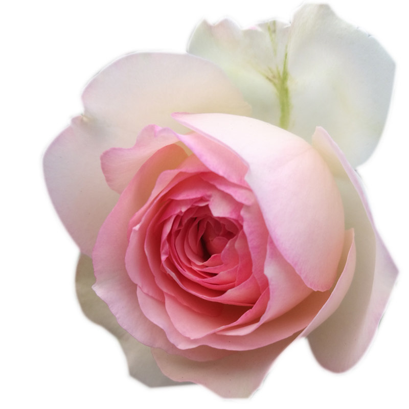 粉色龙沙宝石藤本月季花苗爬藤植物丰花庭院拱门花墙地栽欧月粉龙