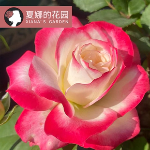 摩纳哥公爵月季 开花观花灌木植物勤花多头集群抗病阳台盆栽 多季