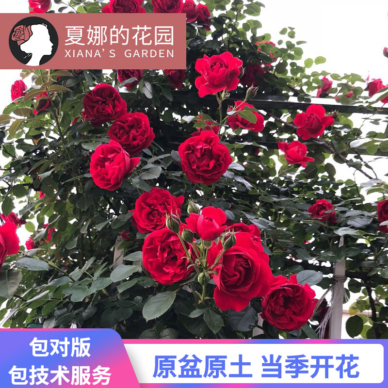 佛罗伦蒂娜/佛罗伦萨藤本月季花苗多季开花红色大花勤花爬藤拱门