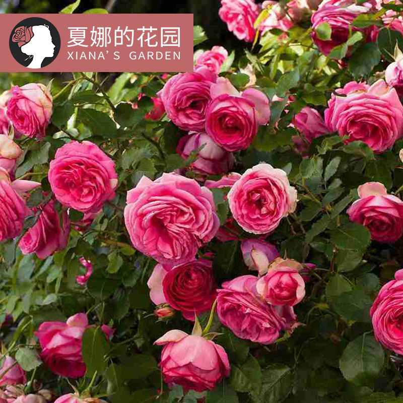 深粉龙沙宝石月季花苗藤本爬藤月季盆栽四季室外庭院植物花卉