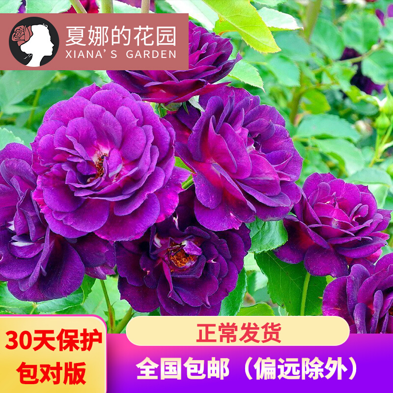 深夜之蓝月季花苗带盆栽好阳台庭院观花花卉四季开花抗病勤花蓝紫