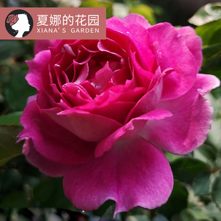 天方夜谭月季花苗多季开花勤花抗病耐晒浓香阳台庭院盆栽多头