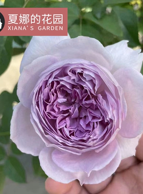 隐隐青月季多季开花阳台盆栽户外庭院地栽灌木抗病浓香耐热蓝紫色