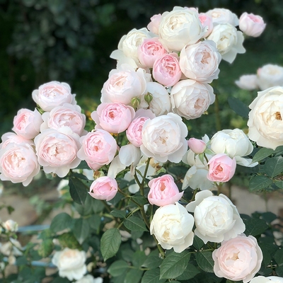 多季开花丰花勤花浓香月季
