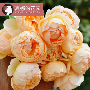 无名的裘德/朱迪月季花苗灌木大花浓香杏色朦胧多季开花植物花卉