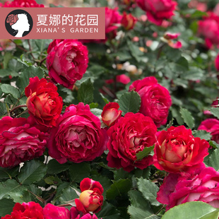 马萨德医生月季花苗阳台庭院盆栽花卉勤花多头多季开花大花抗病