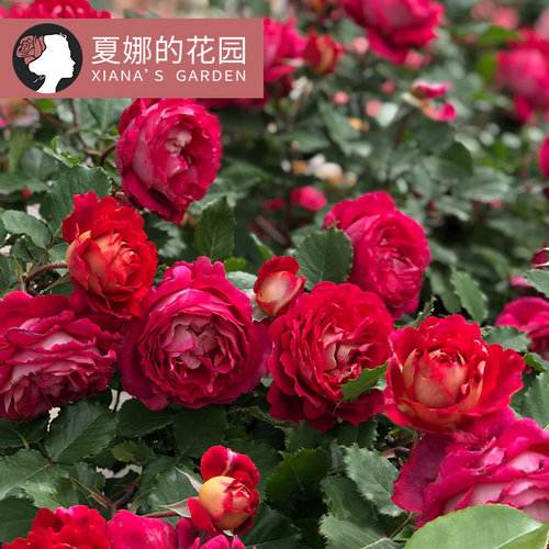 马萨德医生月季大花勤花抗病