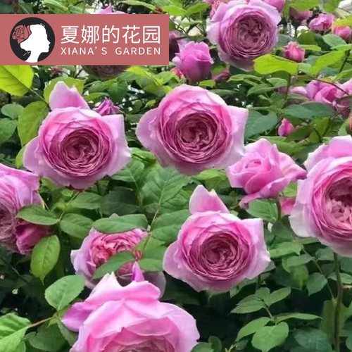 自由精神爬藤月季花苗多季开花