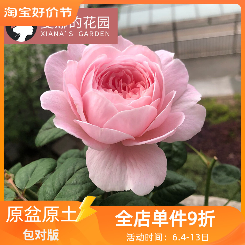 瑞典女王月季花苗四季开花灌木观花植物庭院阳台盆栽花卉抗病粉色