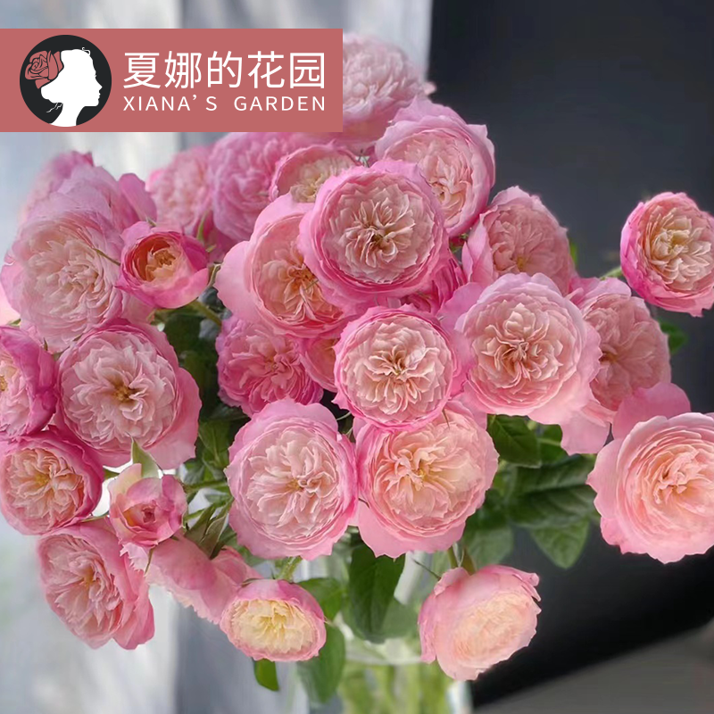 奥斯汀康斯坦茨月季庭院观花花卉多季开花大花浓香可爬藤可灌木,鲜花速递/花卉仿真/绿植园艺,月季/蔷薇/玫瑰,淘宝优惠券,粉丝福利购,淘宝优惠卷