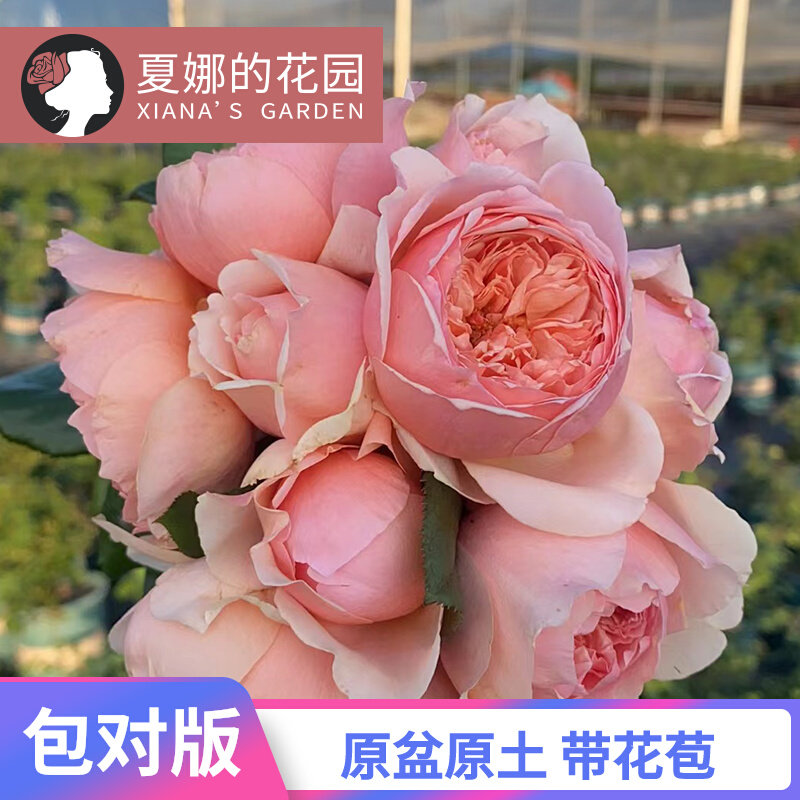 真宙月季花苗四季开花勤花抗病耐热浓香大花阳台盆栽莫奈欧月灌木