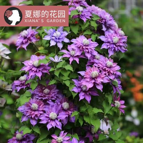 魔法喷泉铁线莲重瓣大花爬藤植物