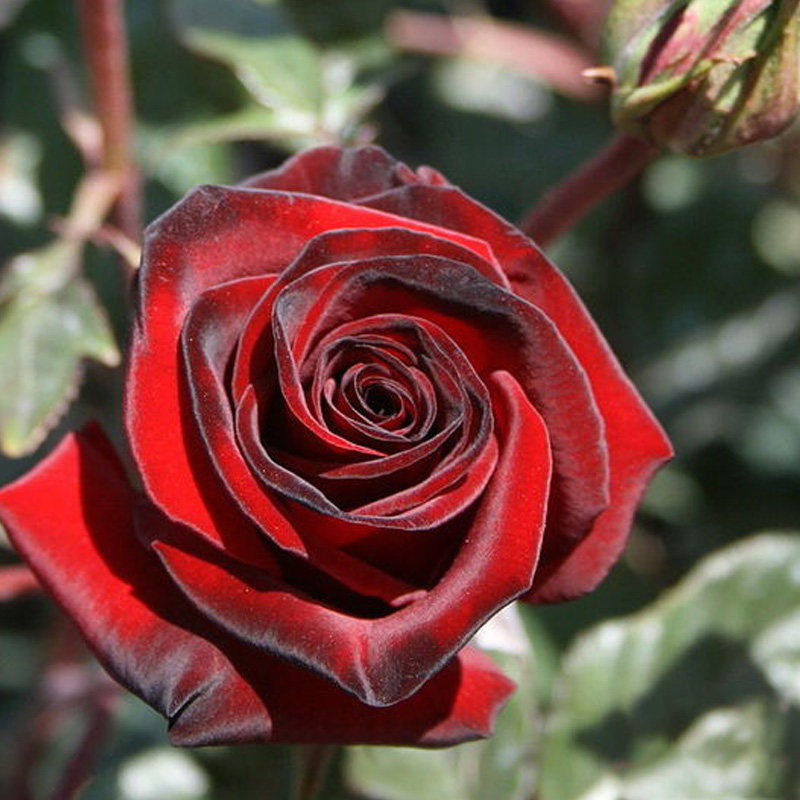 黑魔术月季花苗大花红色灌木阳台盆栽庭院地栽耐热耐寒花期久抗病