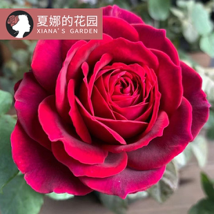 不眠之夜月季大苗阳台盆栽多季开花欧月灌木花卉植物特大花浓香