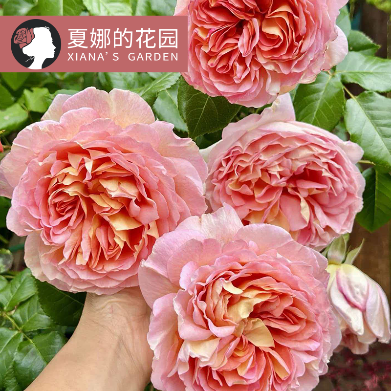 亚伯拉罕达比爬藤月季大花多季开花庭院地栽阳台盆栽藤本花卉植物