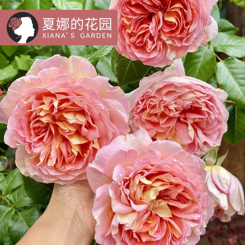 亚伯拉罕达比爬藤月季大花多季开