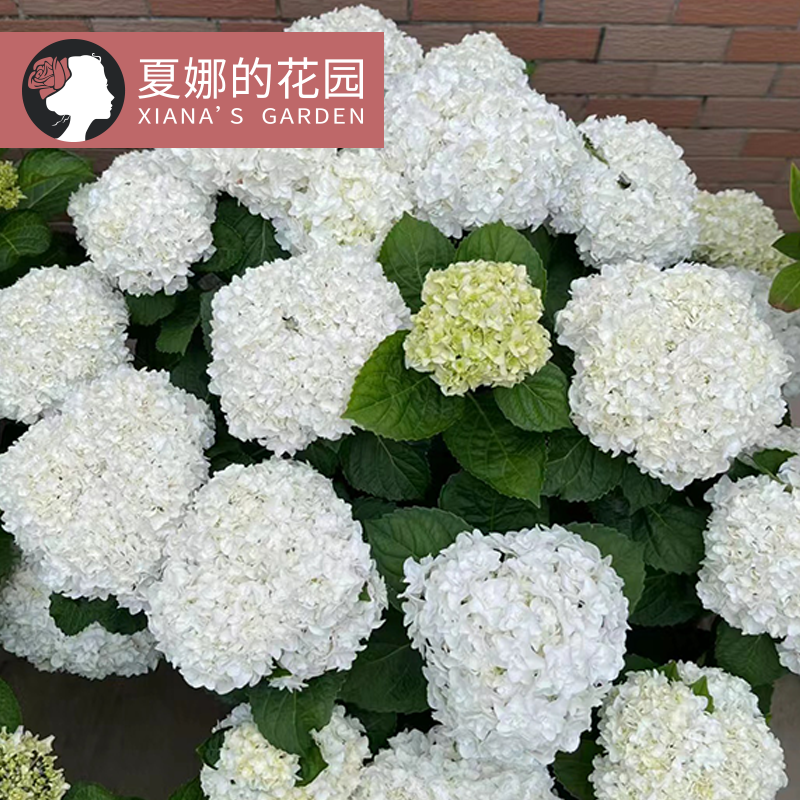 白色重瓣大花绣球易养易活