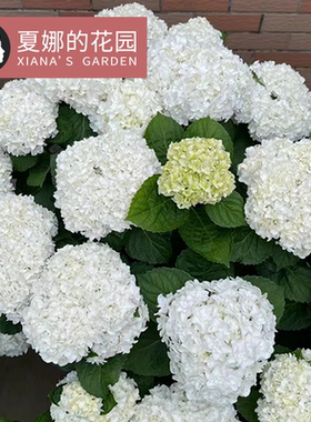 安妮公主大花重瓣绣球阳台盆栽室外庭院地栽灌木白色绣球花新品