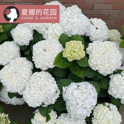 白色重瓣大花绣球易养易活