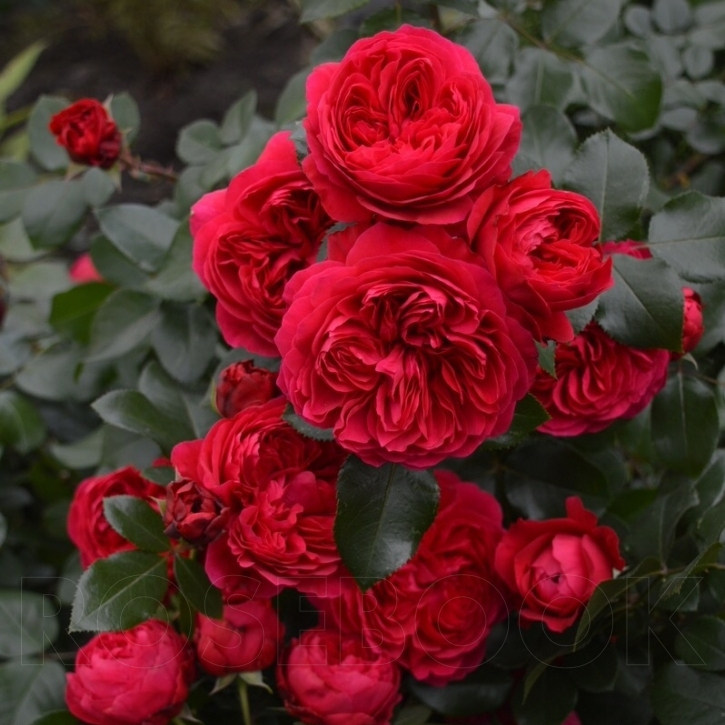 红色达芬奇月季花苗多季开花大花阳台盆栽勤花抗病可小藤本可灌木,鲜花速递/花卉仿真/绿植园艺,月季/蔷薇/玫瑰,淘宝优惠券,粉丝福利购,淘宝优惠卷