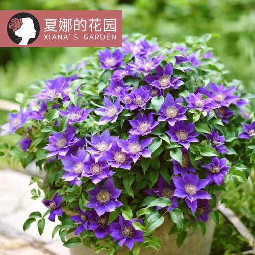 啤酒铁线莲矮生株型紧凑适合盆栽