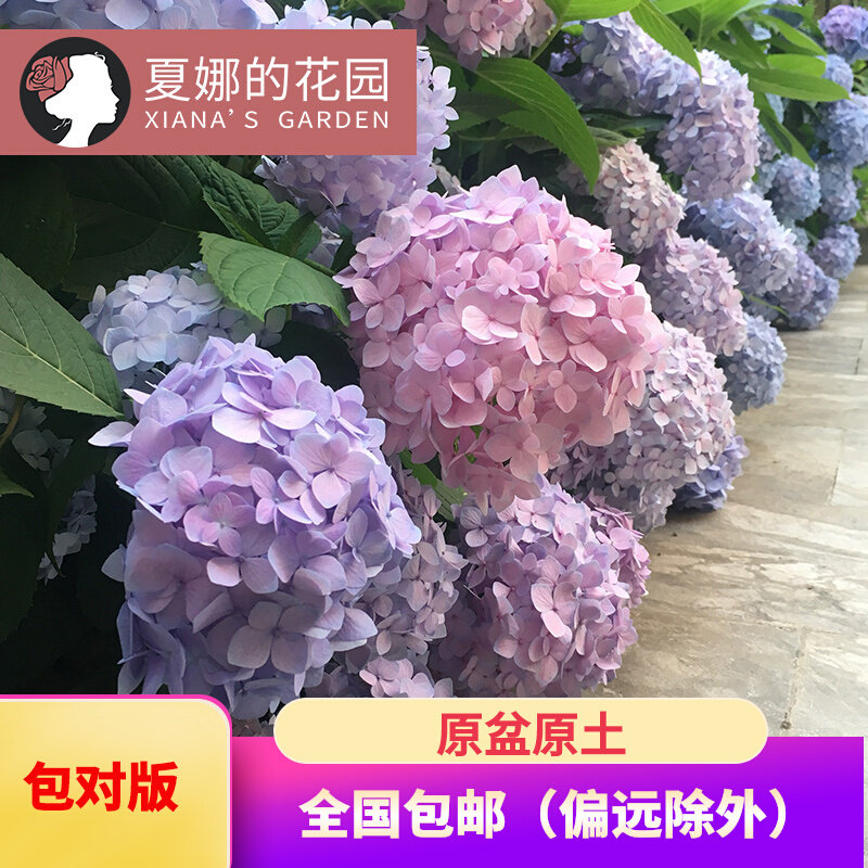 紫阳花盆栽多少钱 紫阳花盆栽优惠券免费领取 有条鱼 紫阳花盆栽多少钱 紫阳花盆栽优惠券免费领取 有条鱼