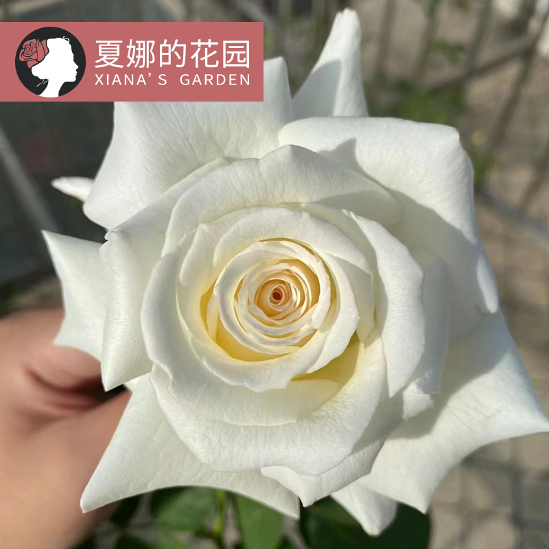 保罗二世月季大苗多季开花大花浓香勤花抗病白色灌木花卉阳台盆栽