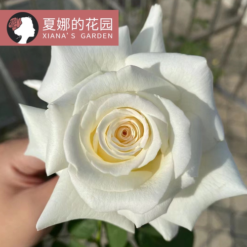 保罗二世月季白色大花浓香