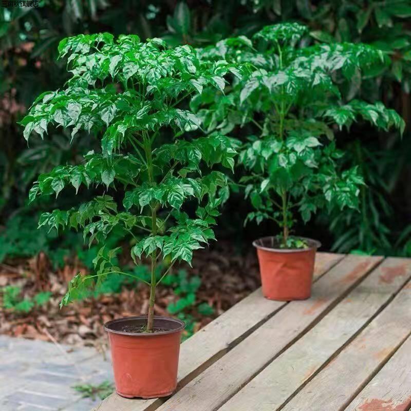 幸福树平安绿植花卉小盆栽