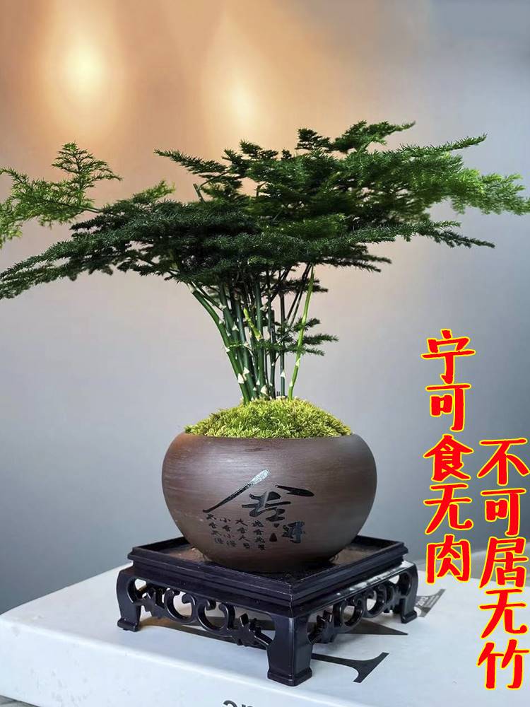 文竹盆栽植物办公室内摆件水养水培绿植小盆景造型创意大文竹花苗
