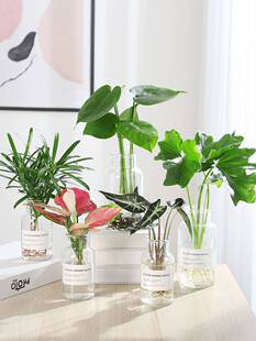 水养绿植室内水培花卉水养苗 绿萝春羽吉利红盆栽桌面水培易成活