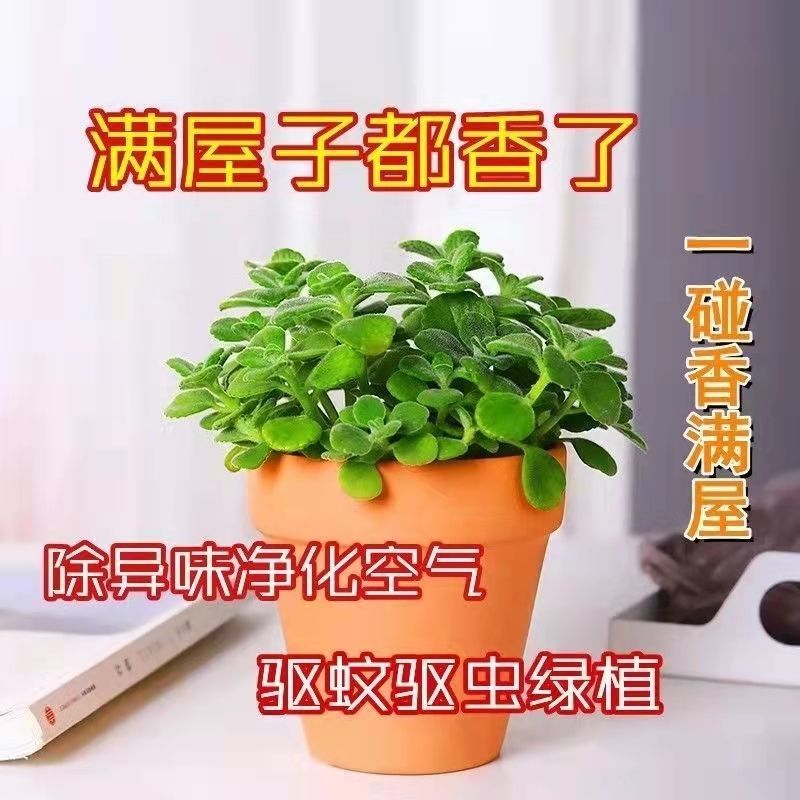 碰碰香多肉香办公室喷喷香