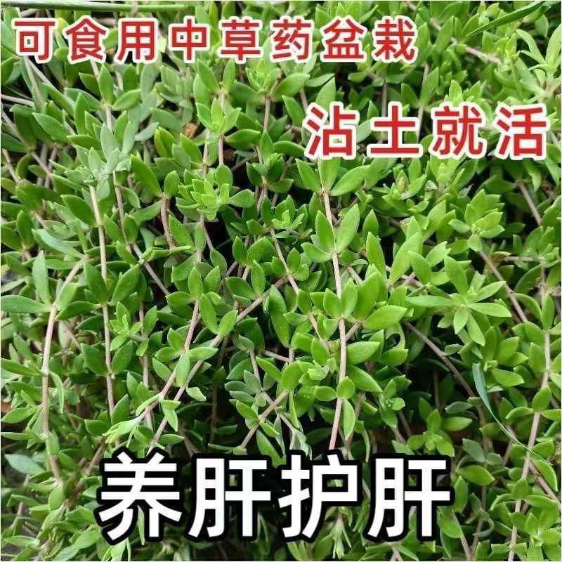 正宗垂盆草栽中药苗食用养