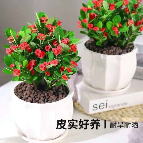盆栽阳台虎刺梅绿植铁海棠