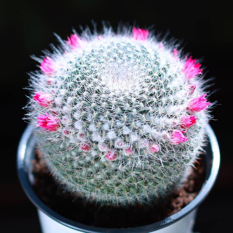 仙人球玉翁办公室桌面会开花的多肉盆栽进化空气花卉盆栽多肉植物