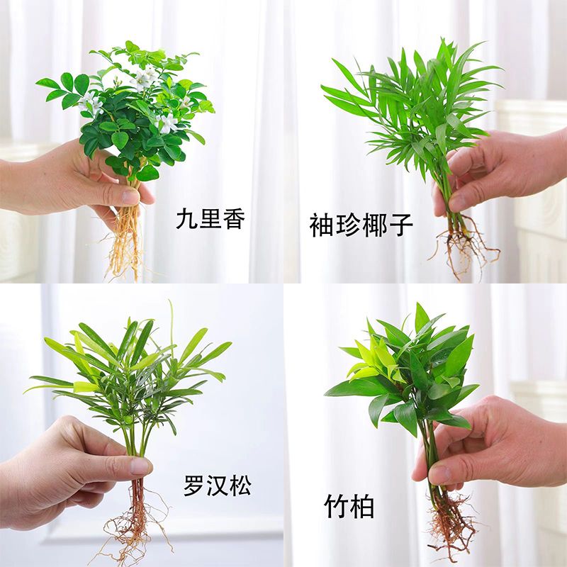九里香花卉袖珍椰子竹柏盆栽桌面四季常青水培室内植物办公桌绿植