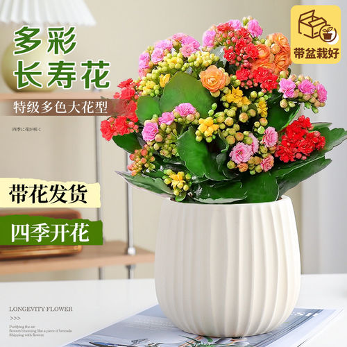 绿植四季巴黎易成活长寿花盆栽