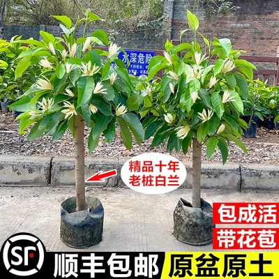 白兰花黄角带苞老桩玉树苗