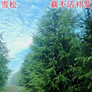 雪松树苗四季常青耐寒耐旱柏树绿化苗木风景树白皮松黑松别墅庭院
