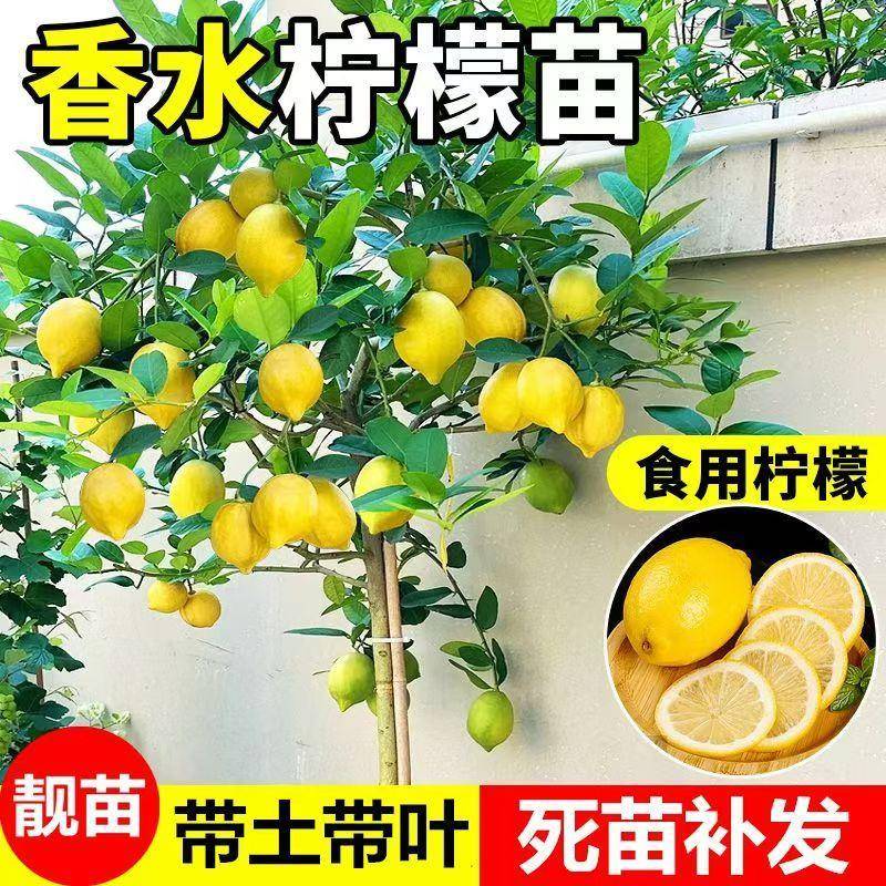 香水柠檬树盆栽带果可食用室内客厅果树绿植南北方种植四季好养活