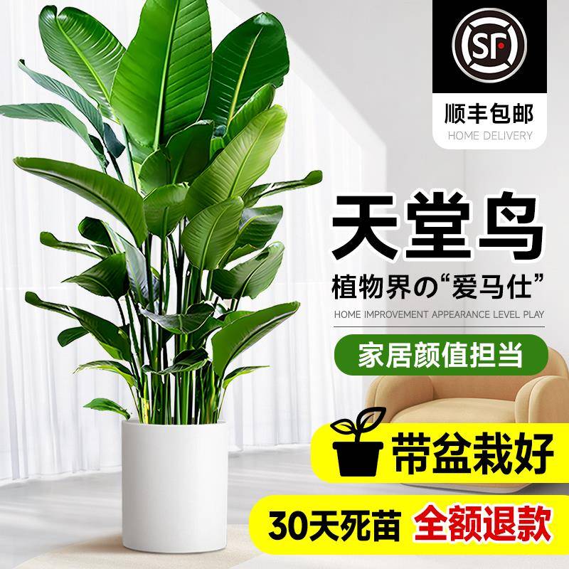 天堂鸟盆栽绿植室内大型客厅植物落地真树办公室鹤望兰大禄植花卉