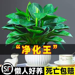 铂金钻盆栽绿萝箩花卉植物办公室内花水培绿植多肉好养易活绿公主