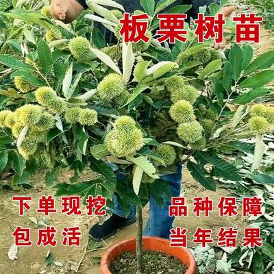 双季良种板栗苗迁西板栗苗树嫁接大红袍板栗苗南北方四季种植果苗