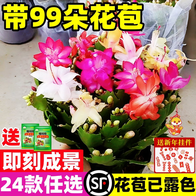 【带花苞】蟹爪兰多色盆栽四季家养花卉办公桌面阳台庭院多肉绿植图片