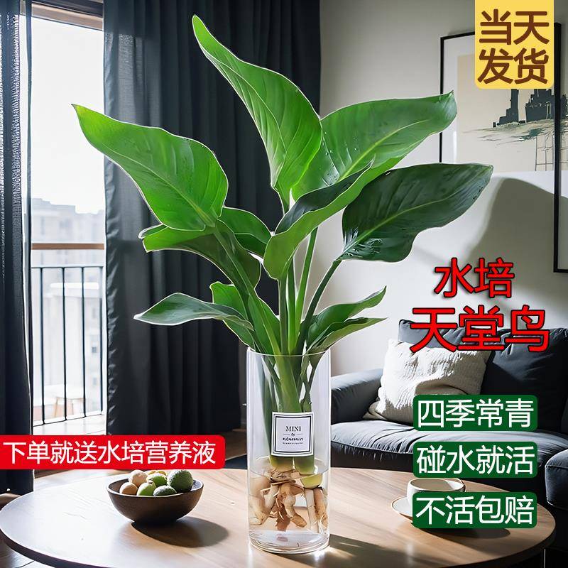 水培植物天堂鸟大叶盆栽净化空气老桩龟背芋金钻室内客厅观叶绿植