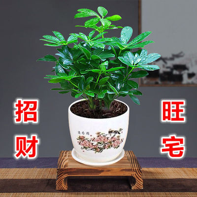 好养八方来财四季常青