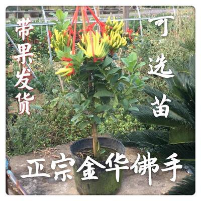 金华佛手盆栽带花苞/金佛手树苗带果/大种果佛手香橼/佛手柑盆栽